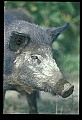 10045-00052-Wild Boar, Sus scrofa.jpg