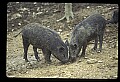 10045-00058-Wild Boar, Sus scrofa.jpg