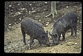 10045-00059-Wild Boar, Sus scrofa.jpg