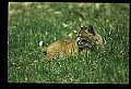10050-00002-Bobcat, Felis rufus and Lynx, Felis lynx.jpg