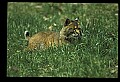 10050-00003-Bobcat, Felis rufus and Lynx, Felis lynx.jpg