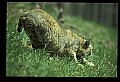 10050-00004-Bobcat, Felis rufus and Lynx, Felis lynx.jpg