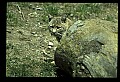 10050-00005-Bobcat, Felis rufus and Lynx, Felis lynx.jpg