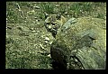 10050-00010-Bobcat, Felis rufus and Lynx, Felis lynx.jpg