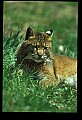 10050-00012-Bobcat, Felis rufus and Lynx, Felis lynx.jpg