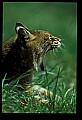 10050-00013-Bobcat, Felis rufus and Lynx, Felis lynx.jpg