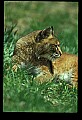 10050-00014-Bobcat, Felis rufus and Lynx, Felis lynx.jpg
