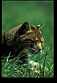 10050-00015-Bobcat, Felis rufus and Lynx, Felis lynx.jpg