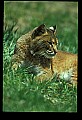 10050-00016-Bobcat, Felis rufus and Lynx, Felis lynx.jpg