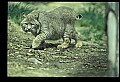 10050-00017-Bobcat, Felis rufus and Lynx, Felis lynx.jpg