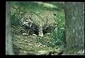 10050-00018-Bobcat, Felis rufus and Lynx, Felis lynx.jpg