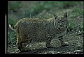 10050-00020-Bobcat, Felis rufus and Lynx, Felis lynx.jpg