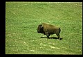10055-00002-American Bison or Buffalo, Bison bison.jpg