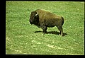 10055-00004-American Bison or Buffalo, Bison bison.jpg