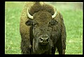10055-00006-American Bison or Buffalo, Bison bison.jpg