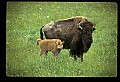 10055-00007-American Bison or Buffalo, Bison bison.jpg
