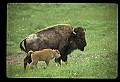 10055-00008-American Bison or Buffalo, Bison bison.jpg