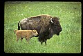10055-00009-American Bison or Buffalo, Bison bison.jpg