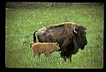 10055-00010-American Bison or Buffalo, Bison bison.jpg