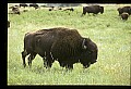 10055-00011-American Bison or Buffalo, Bison bison.jpg