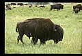 10055-00012-American Bison or Buffalo, Bison bison.jpg