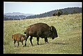 10055-00014-American Bison or Buffalo, Bison bison.jpg