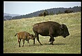 10055-00015-American Bison or Buffalo, Bison bison.jpg
