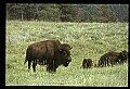 10055-00017-American Bison or Buffalo, Bison bison.jpg