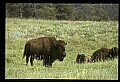 10055-00018-American Bison or Buffalo, Bison bison.jpg