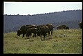 10055-00019-American Bison or Buffalo, Bison bison.jpg
