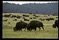 10055-00020-American Bison or Buffalo, Bison bison.jpg