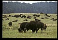 10055-00021-American Bison or Buffalo, Bison bison.jpg
