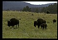 10055-00022-American Bison or Buffalo, Bison bison.jpg