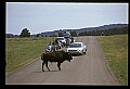 10055-00024-American Bison or Buffalo, Bison bison.jpg