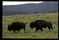 10055-00025-American Bison or Buffalo, Bison bison.jpg