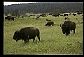 10055-00027-American Bison or Buffalo, Bison bison.jpg