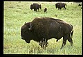 10055-00028-American Bison or Buffalo, Bison bison.jpg