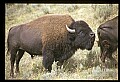 10055-00029-American Bison or Buffalo, Bison bison.jpg