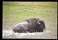 10055-00030-American Bison or Buffalo, Bison bison.jpg