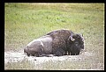 10055-00031-American Bison or Buffalo, Bison bison.jpg