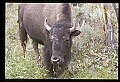 10055-00032-American Bison or Buffalo, Bison bison.jpg