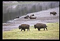 10055-00033-American Bison or Buffalo, Bison bison.jpg