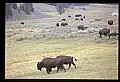 10055-00034-American Bison or Buffalo, Bison bison.jpg