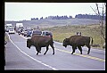 10055-00035-American Bison or Buffalo, Bison bison.jpg