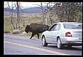 10055-00036-American Bison or Buffalo, Bison bison.jpg