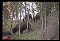 10055-00037-American Bison or Buffalo, Bison bison.jpg