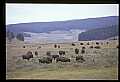 10055-00038-American Bison or Buffalo, Bison bison.jpg