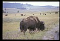 10055-00039-American Bison or Buffalo, Bison bison.jpg