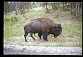 10055-00042-American Bison or Buffalo, Bison bison.jpg