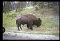 10055-00043-American Bison or Buffalo, Bison bison.jpg
